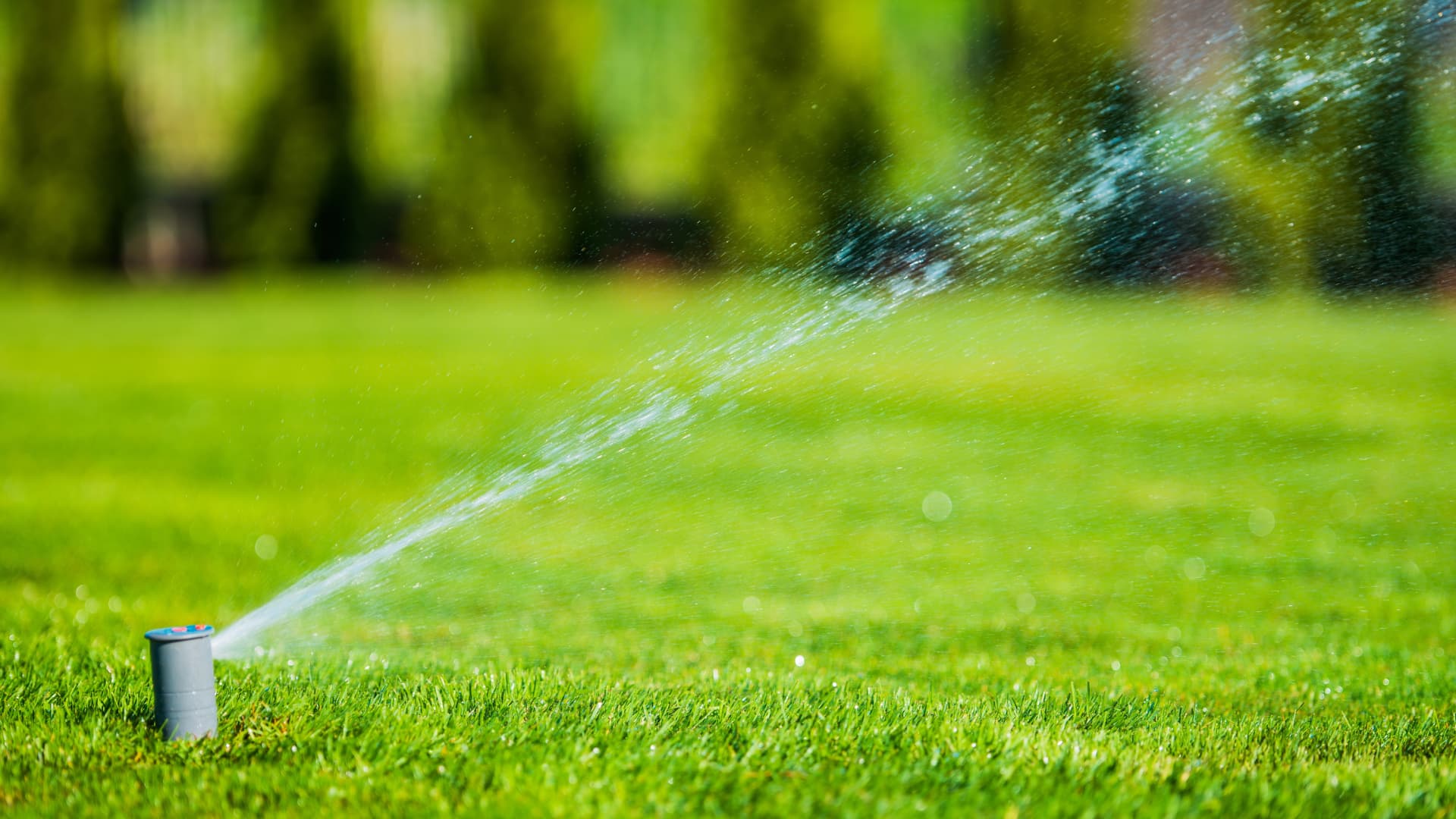 Ile wody użyć do podlania trawnika?