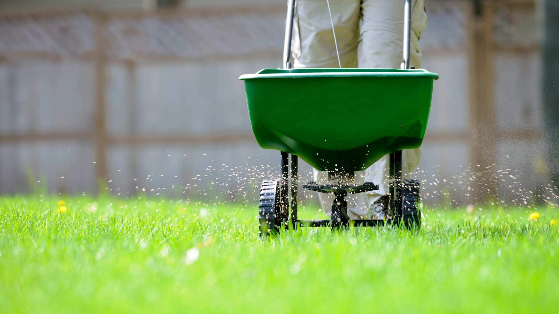 Nawożenie trawnika latem