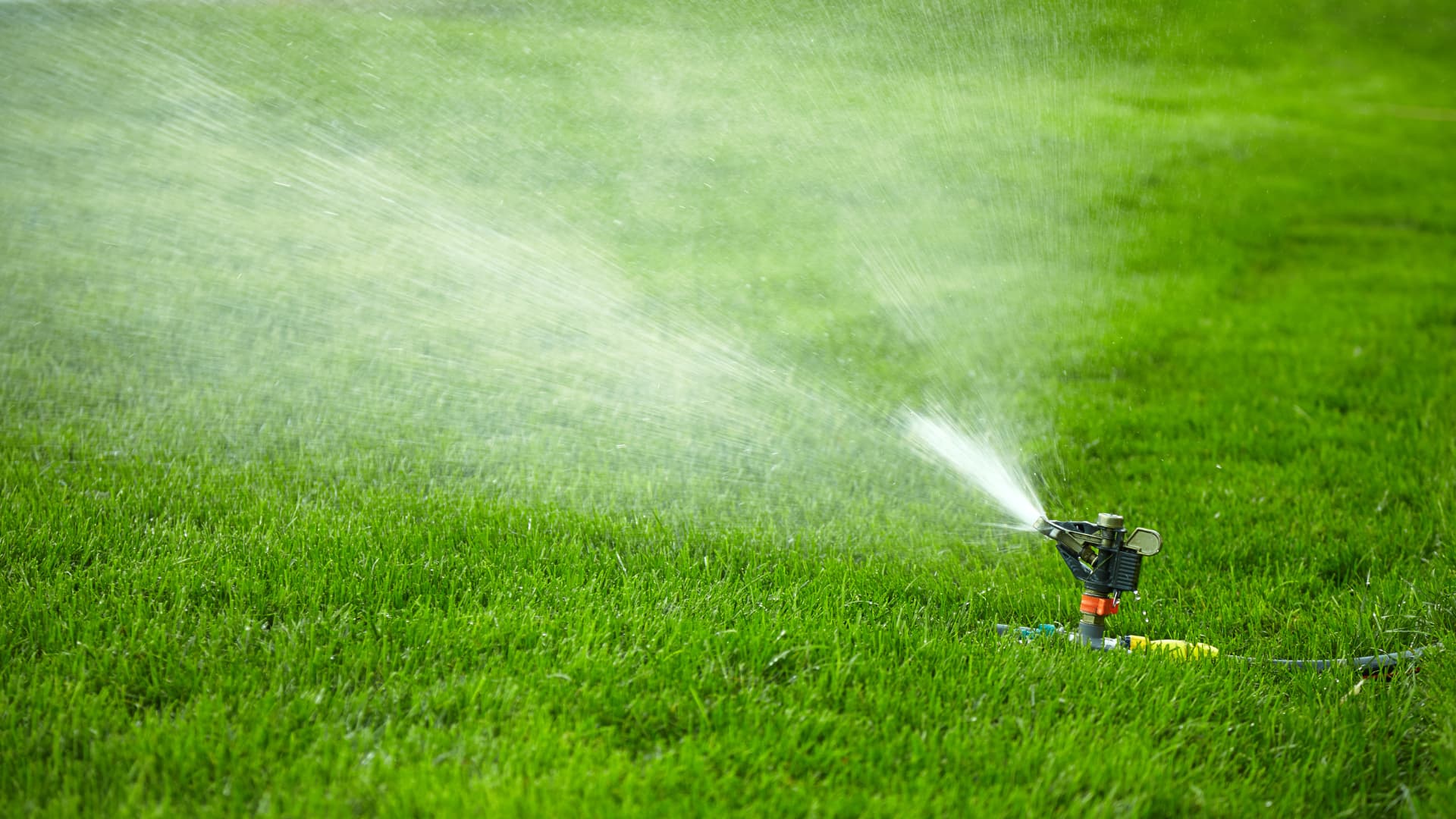 Podlewanie trawnika latem - kiedy i jak to robić?