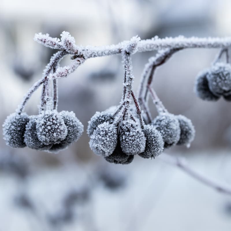 Narzędzia ogrodowe przydatne zimą w pielęgnacji ogrodu i zadbaniu o porządek